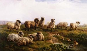 Welsh Zwartkop Schapen door Charles Jones