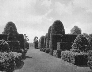 Ilex en Taxus door Charles Latham