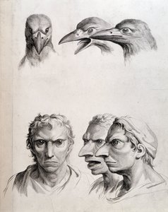 Profielen van vogel en "man-vogel" - door Lebrun, in "Verhandelingen over de fysiognomie van de mens vergeleken met die van dieren"