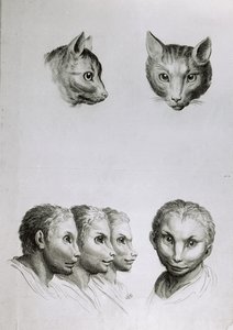 Overeenkomsten tussen het hoofd van een kat en een man, uit 