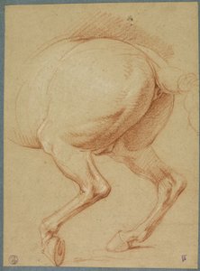 De achterbenen van een paard