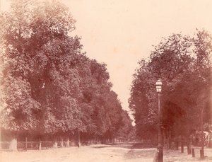Allée omzoomd door bomen, 1850-53