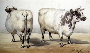 Studie van twee langhoornige koeien door Charles Oliver de Penne