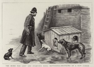 Het huis voor verloren en uitgehongerde honden, Battersea, brengt een nieuwkomer binnen