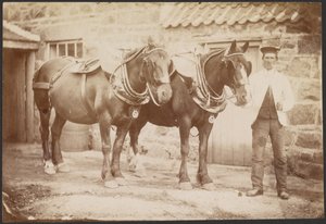 [Man met twee paarden]