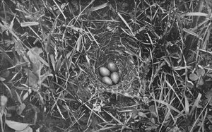 Nest van Veldleeuwerik, c1882, 1912 door Charles Reid