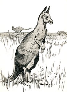 De kangoeroe, 1912