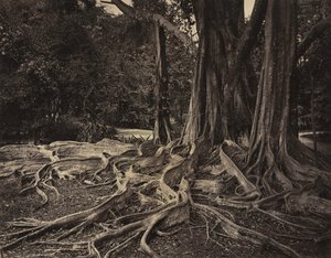 Rubberboom, Assam, India (Ficus Elastica)