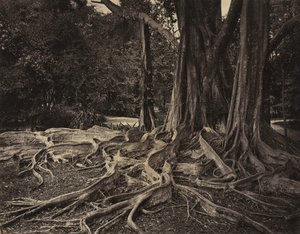 Rubberboom, Assam, India Ficus Elastica