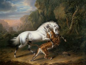 Een Tijger die een Arabische Hengst Aanvalt