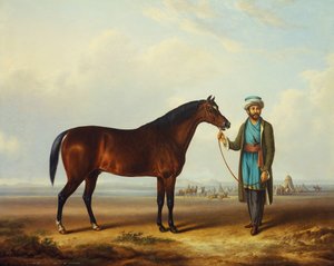 Een Arabisch hengst vastgehouden door een stalknecht met een kampement op de achtergrond