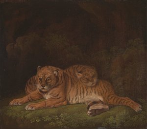 Tijgers