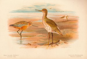 Barstaartgodwit Limosa rufa, gewone ruiter Totanus, 1900, 1900 door Charles Whymper
