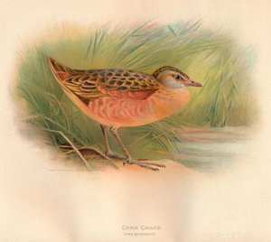 Kwartelkoning Crex pratensis, 1900 door Charles Whymper