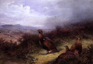 Korhoenders in de Hooglanden door Charles Whymper