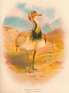 Macqueens trap Houbara macqueeni, 1900