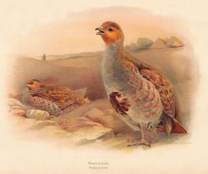 Patrijs Perdix cinerea, 1900