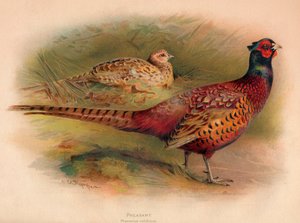 Fazant Phasianus colchicus door Charles Whymper