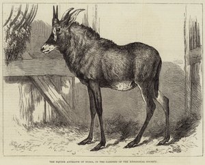 De Equine Antilope van Nubië, in de tuinen van de Zoological Society door Charles William Carter