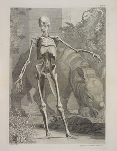 Skelet en neushoorn, Tabellen van het skelet en de spieren van het menselijk lichaam, door Bernhard Siegfried Albinus door Charles the Elder Grignion