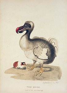 Studie van een Dodo en een Cavia