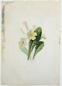 Studie van een Sleutelbloem, c.1830