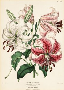 Japanse lelievariëteiten, Lilium specioseum