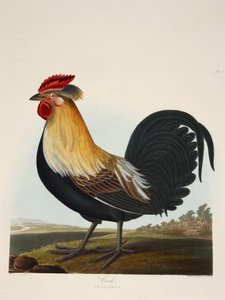 Haan, Phasianus, pub. 1835 Handgekleurde gravure