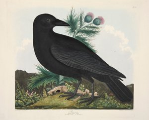 Raaf, Corvus Corai, gepubliceerd 1835, handgekleurde gravure door Charlotte Lousia Emily Perrott