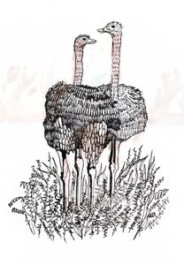 Flamingo