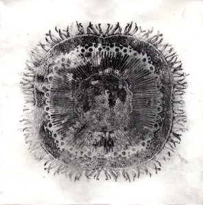 Plantecellen, 2019