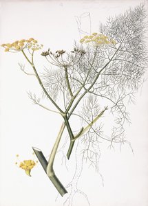 Een Botanische Studie, 1822-1845 door Charlotte Strickland