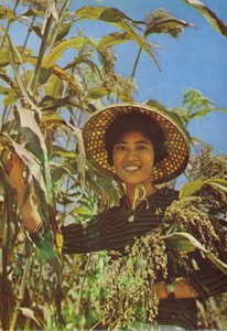 Taiwan: Sorghum waarvan Kaoliang-wijn wordt gemaakt