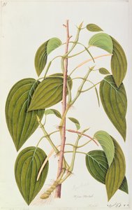 Betelblad, uit Vijfenvijftig Tekeningen van Geneeskrachtige Planten van Malakka, Deel 1, c.1805-18
