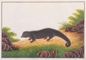 Binturong, uit Tekeningen van Dieren, Insecten en Reptielen uit Malakka, ca. 1805-18 door Chinese School