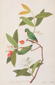 Blauwgekroonde Hangpapegaai, uit Tekeningen van Vogels uit Malakka, c.1805-18
