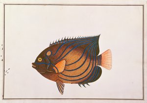 Blauwgeringde Keizersvis, uit Tekeningen van Vissen uit Malakka, c.1805-18