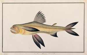 Bombay Eend, uit Tekeningen van Vissen van Malakka, c.1805-18