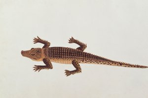 Boo-ay-ah Alligator, uit Tekeningen van Dieren, Insecten en Reptielen uit Malakka, ca. 1805-18 door Chinese School