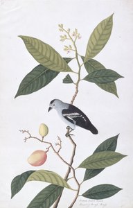 Booah Nawa Hawa, uit Tekeningen van Vogels uit Malakka, ca. 1805-18 door Chinese School
