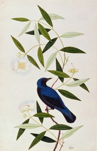 Boorah Farleeh, uit Tekeningen van Vogels uit Malakka, ca. 1805-18 door Chinese School