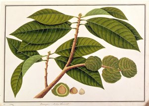 Brangam of Maleise Kastanje, uit Tekeningen van Planten uit Malakka, c.1805-18