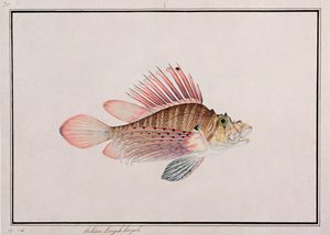 Eekan Linqah Singah, uit Tekeningen van Vissen uit Malakka, c.1805-18
