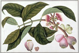 Eugenia of Jamboo Teloie poote, uit Tekeningen van Planten uit Malakka, c.1805-18