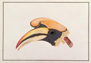Grote Neushoornvogel, uit Tekeningen van Vogels uit Malakka, c.1805-18 door Chinese School
