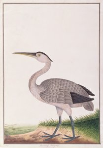Grijze Reiger, uit Tekeningen van Vogels uit Malakka, ca. 1805-18 door Chinese School