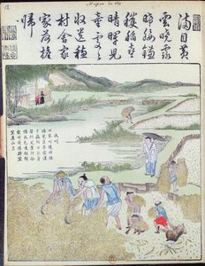 Oogst, De Rijstcultuur in China