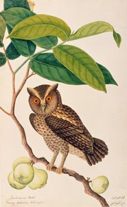 Jambooai-eri Pootih, Boorong Ketamboo Ketampin, uit Tekeningen van Vogels uit Malakka, c.1805-18 door Chinese School
