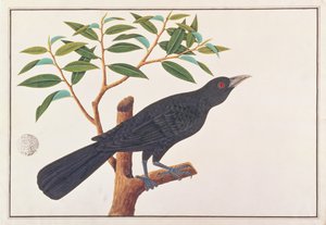 Koel, uit Tekeningen van Vogels uit Malakka, ca. 1805-18 door Chinese School