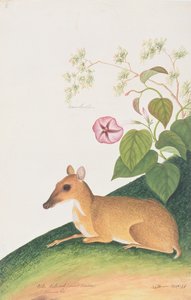 Kleine Muishert, uit Tekeningen van Dieren, Insecten en Reptielen uit Malakka, ca. 1805-18